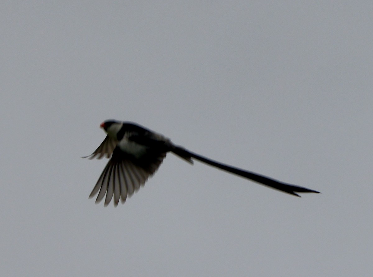 Pin-tailed Whydah - ML642783249