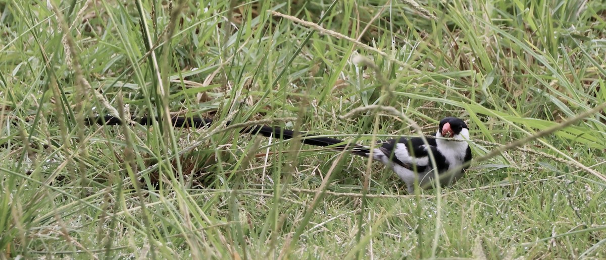 Pin-tailed Whydah - ML642783250
