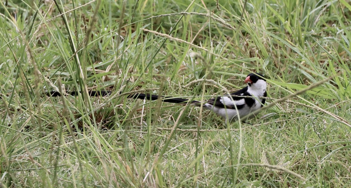 Pin-tailed Whydah - ML642783253