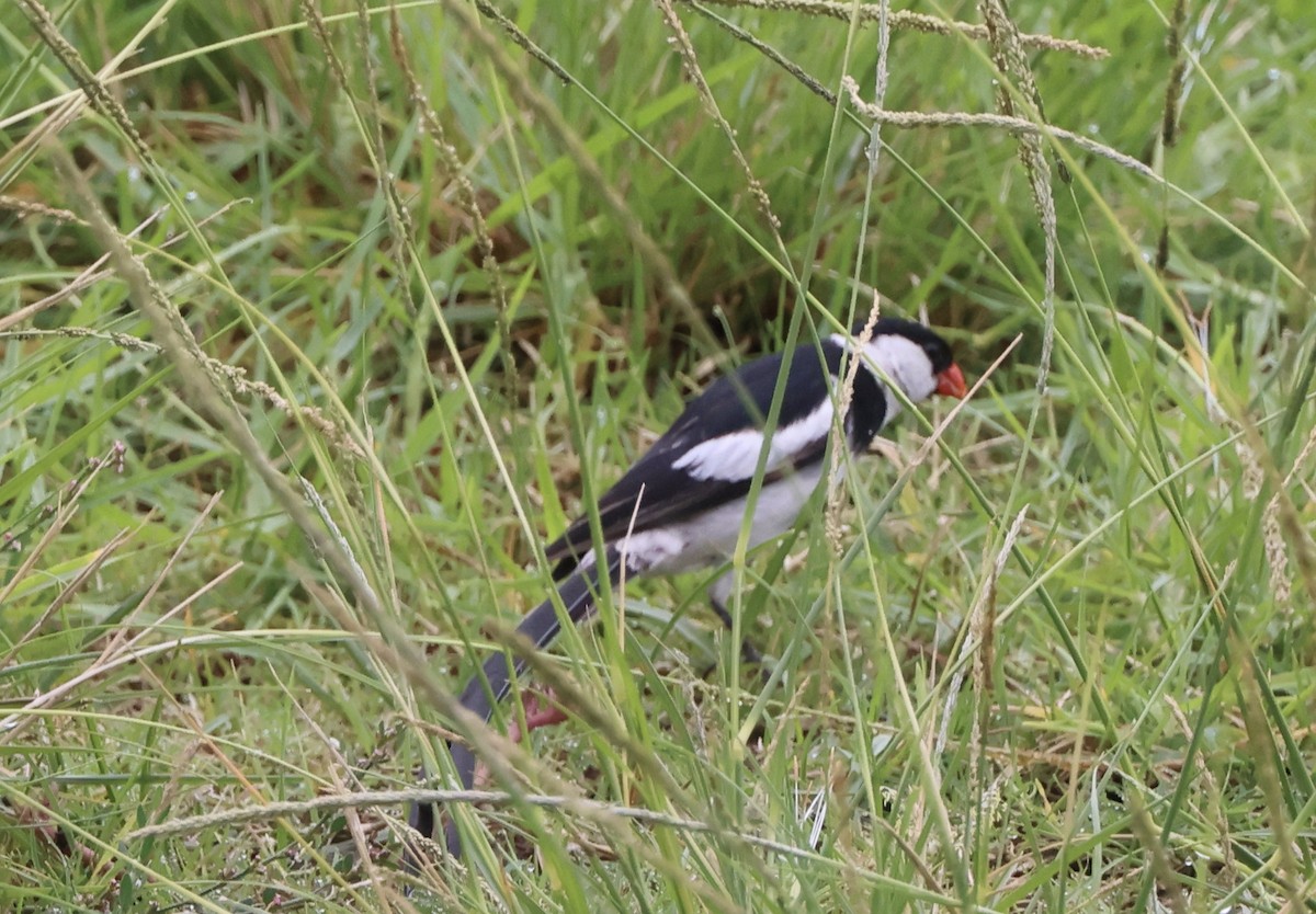 Pin-tailed Whydah - ML642783255