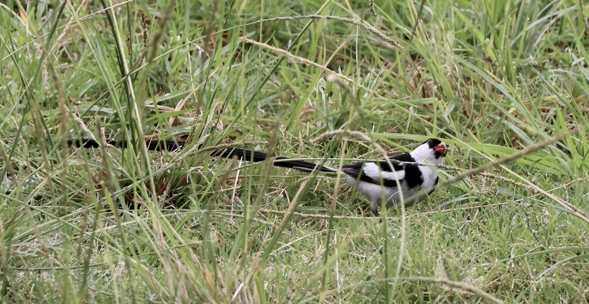 Pin-tailed Whydah - ML642783256