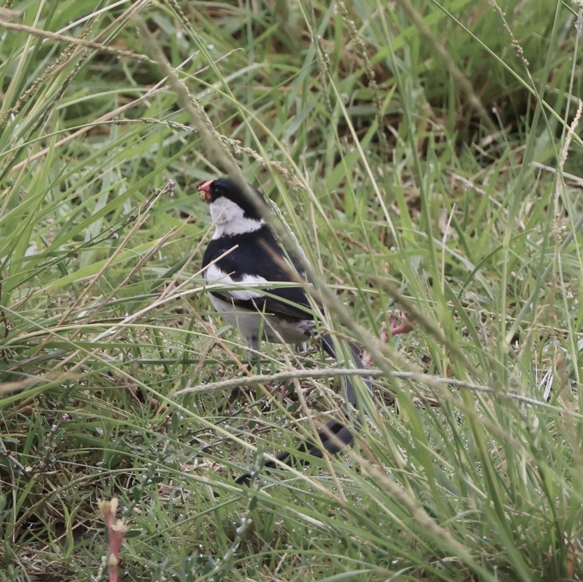 Pin-tailed Whydah - ML642783257