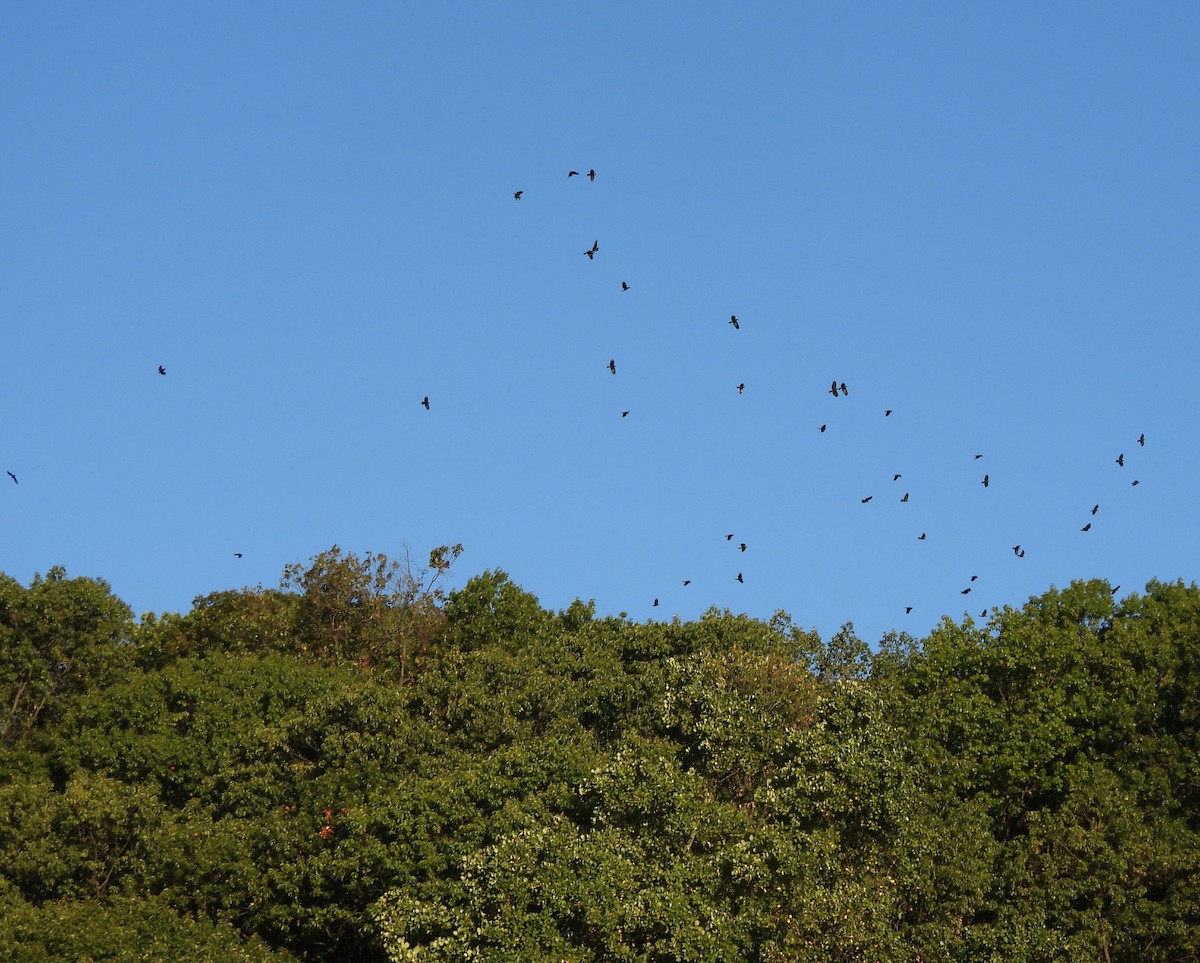 American Crow - Birding Spouses