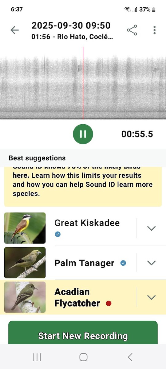 Acadian Flycatcher - Samantha Jean