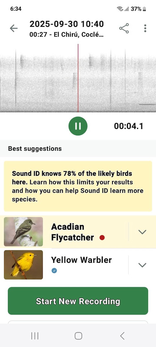 Acadian Flycatcher - Samantha Jean