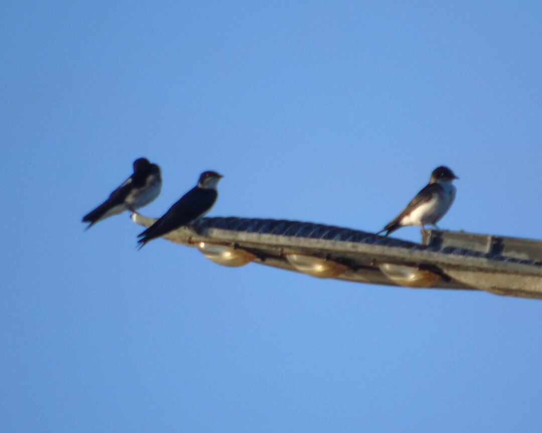 Gray-breasted Martin - ML642783276