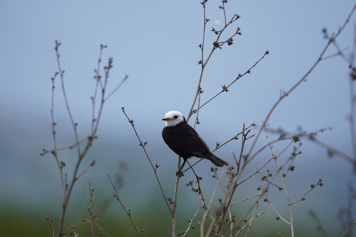 White-headed Marsh Tyrant - ML642783283