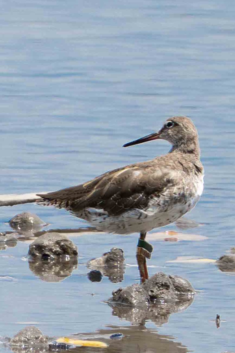 Common Redshank - Rebecca Bicker
