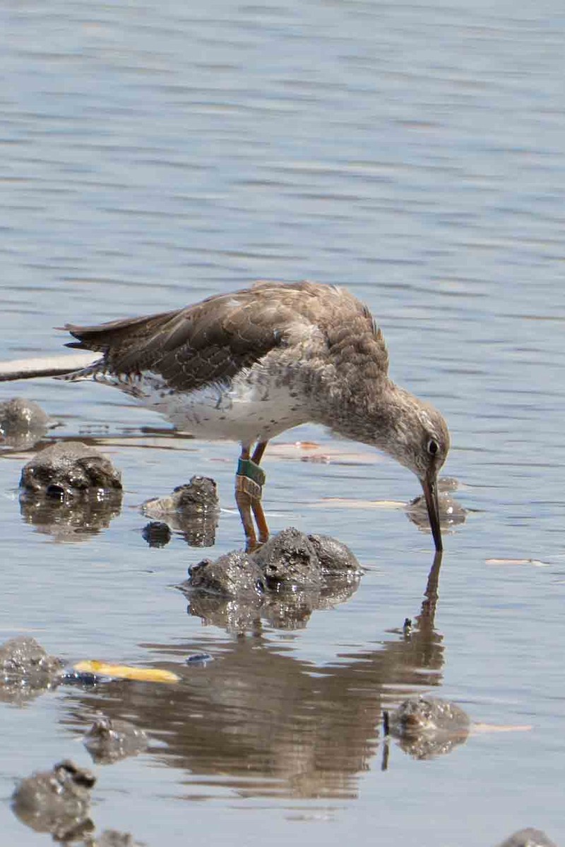 Common Redshank - Rebecca Bicker