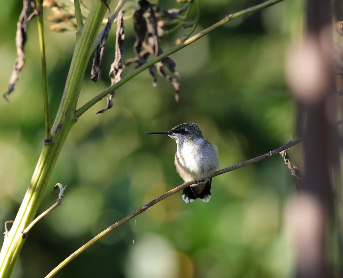 Ruby-throated Hummingbird - ML642783294