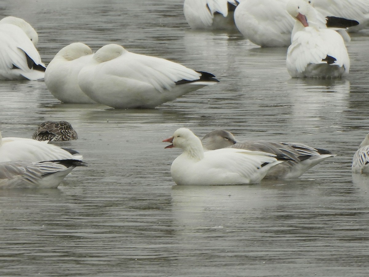 Ross's Goose - ML642783303