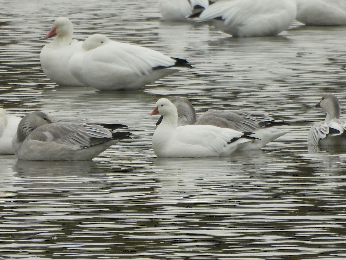 Ross's Goose - ML642783304