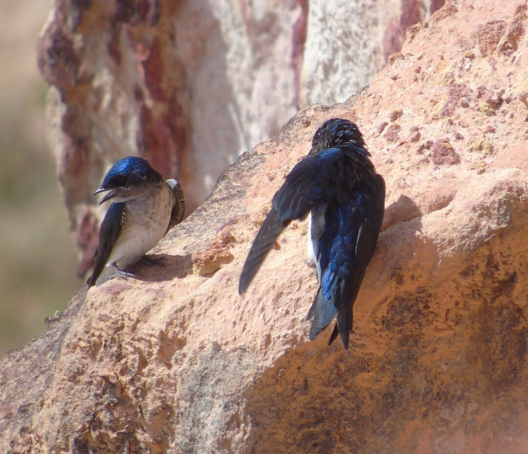 Gray-breasted Martin - ML642783309