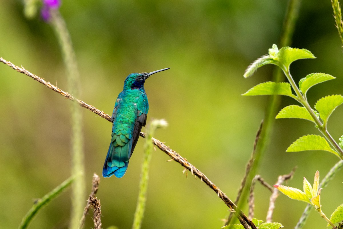 Sparkling Violetear - ML642783310