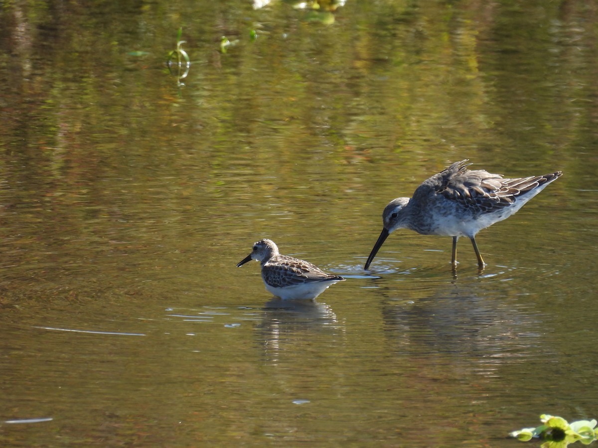 Semipalmated Sandpiper - ML642783326