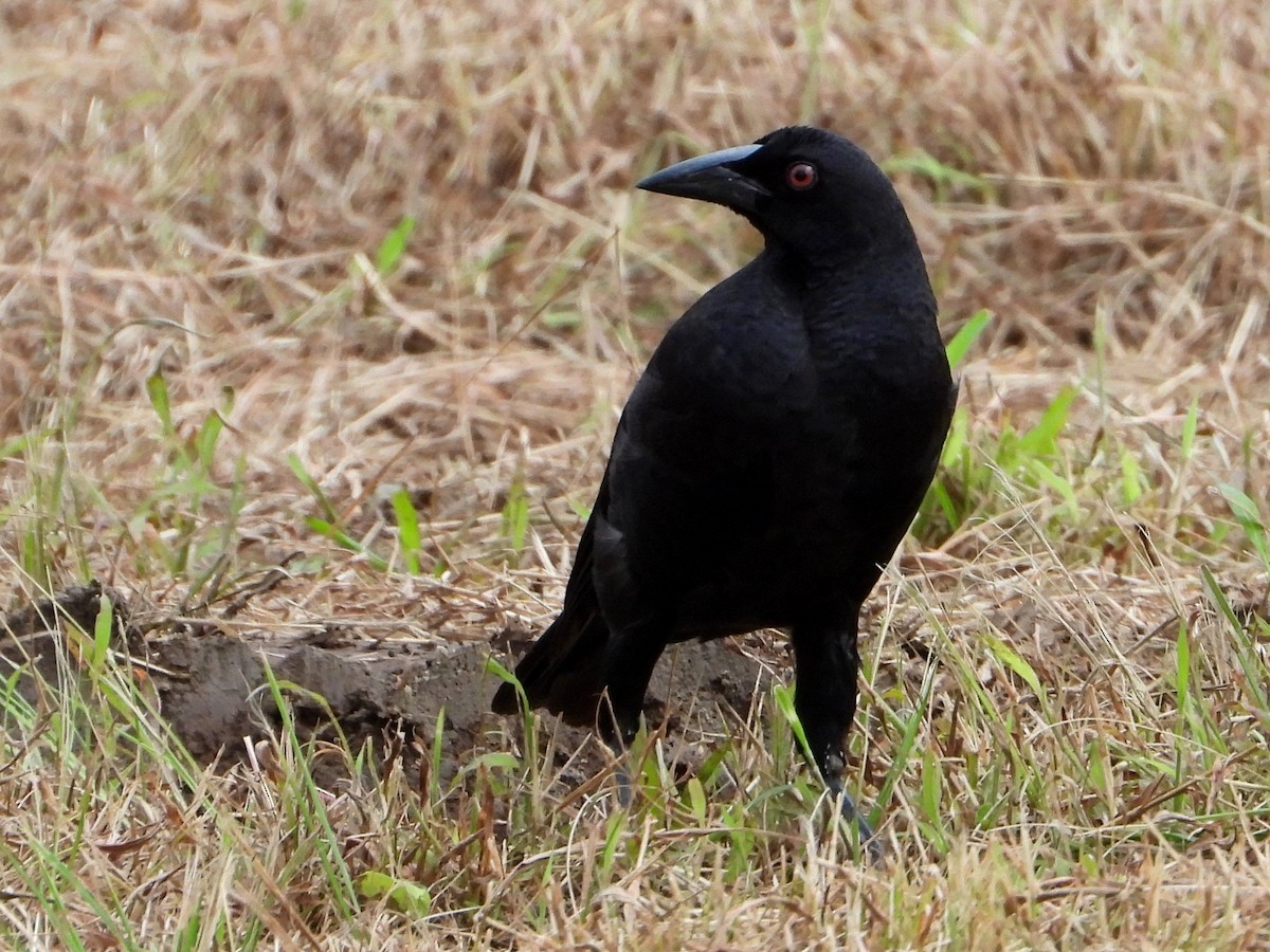 Giant Cowbird - ML642783330