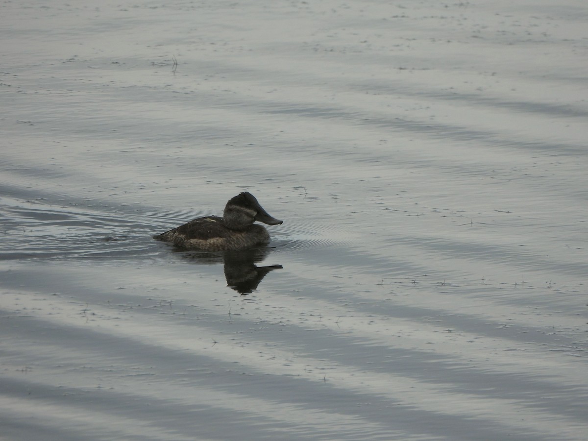 Ruddy Duck - ML642783346