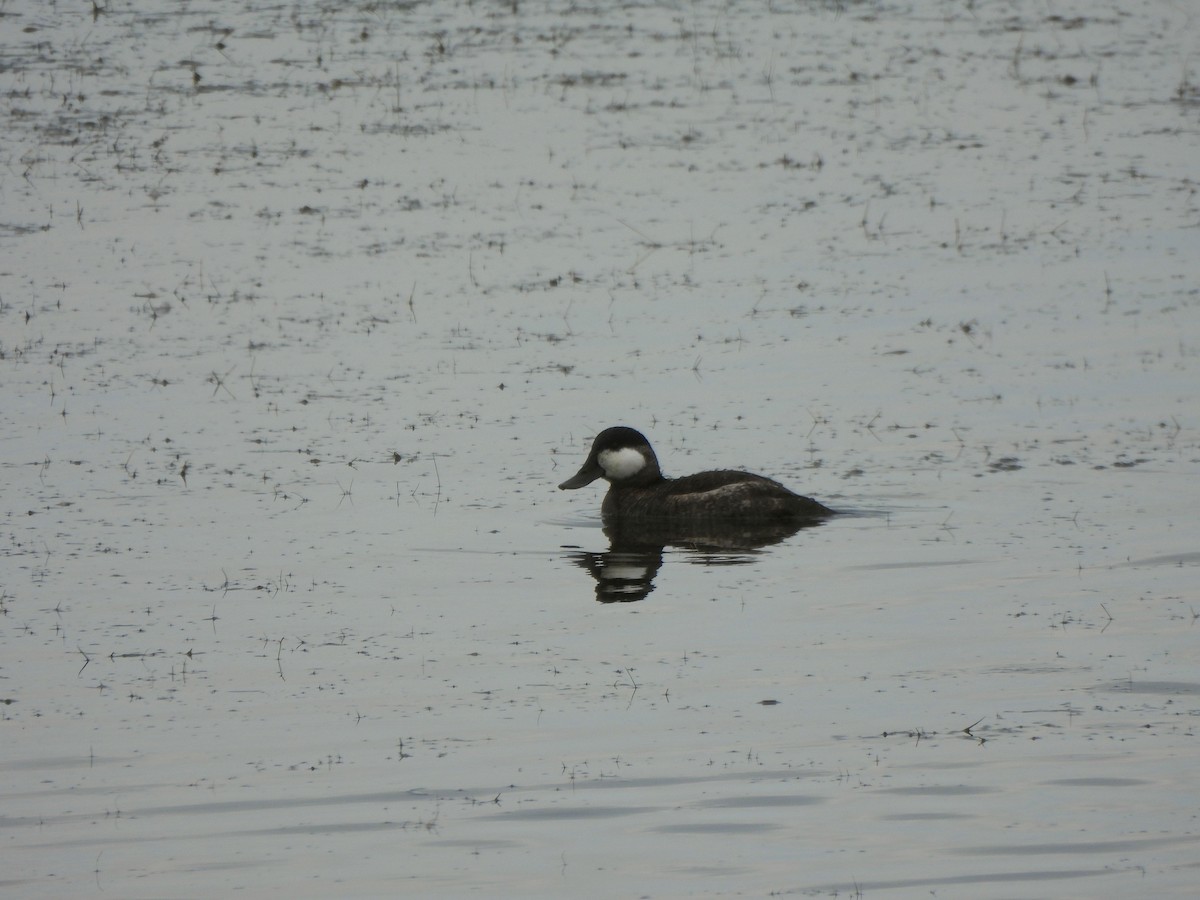 Ruddy Duck - ML642783347