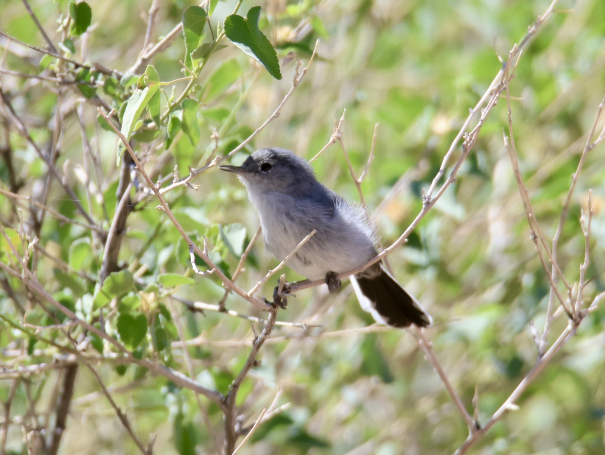Black-tailed Gnatcatcher - ML642783356