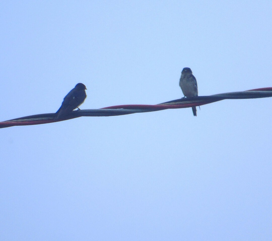 Gray-breasted Martin - ML642783368
