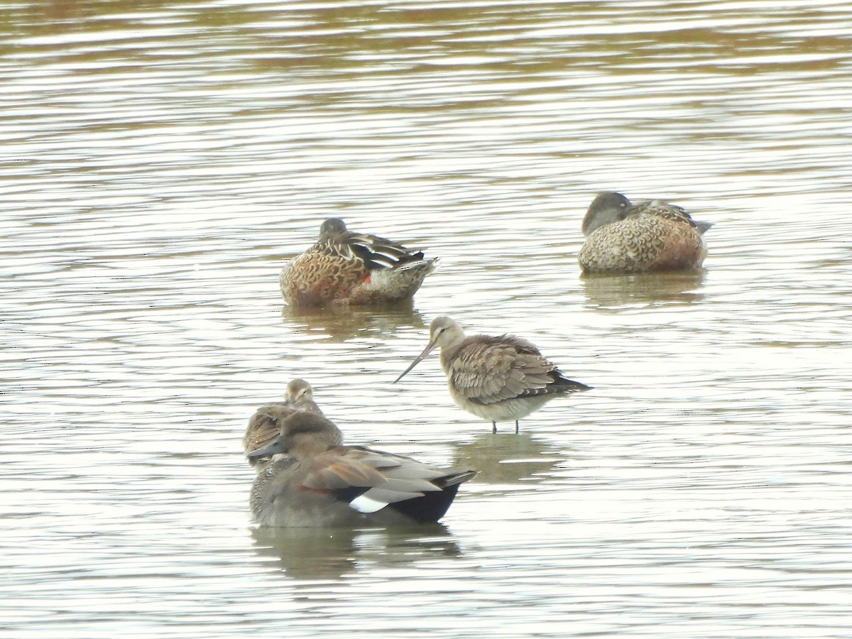 Hudsonian Godwit - ML642783381