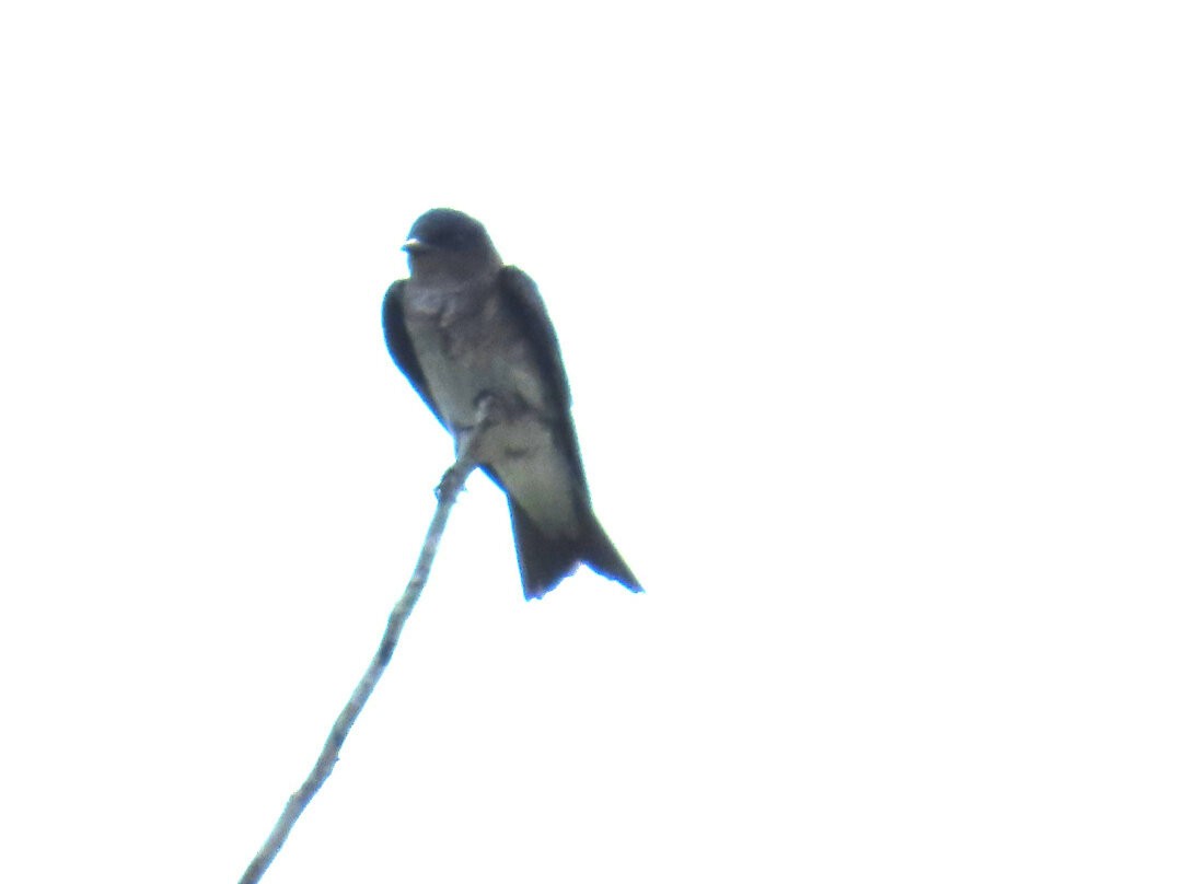 Gray-breasted Martin - ML642783426