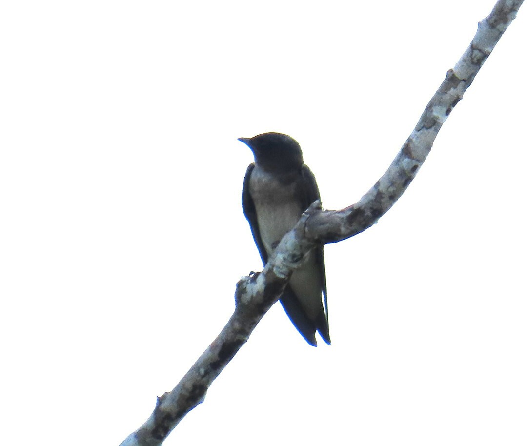 Gray-breasted Martin - ML642783427
