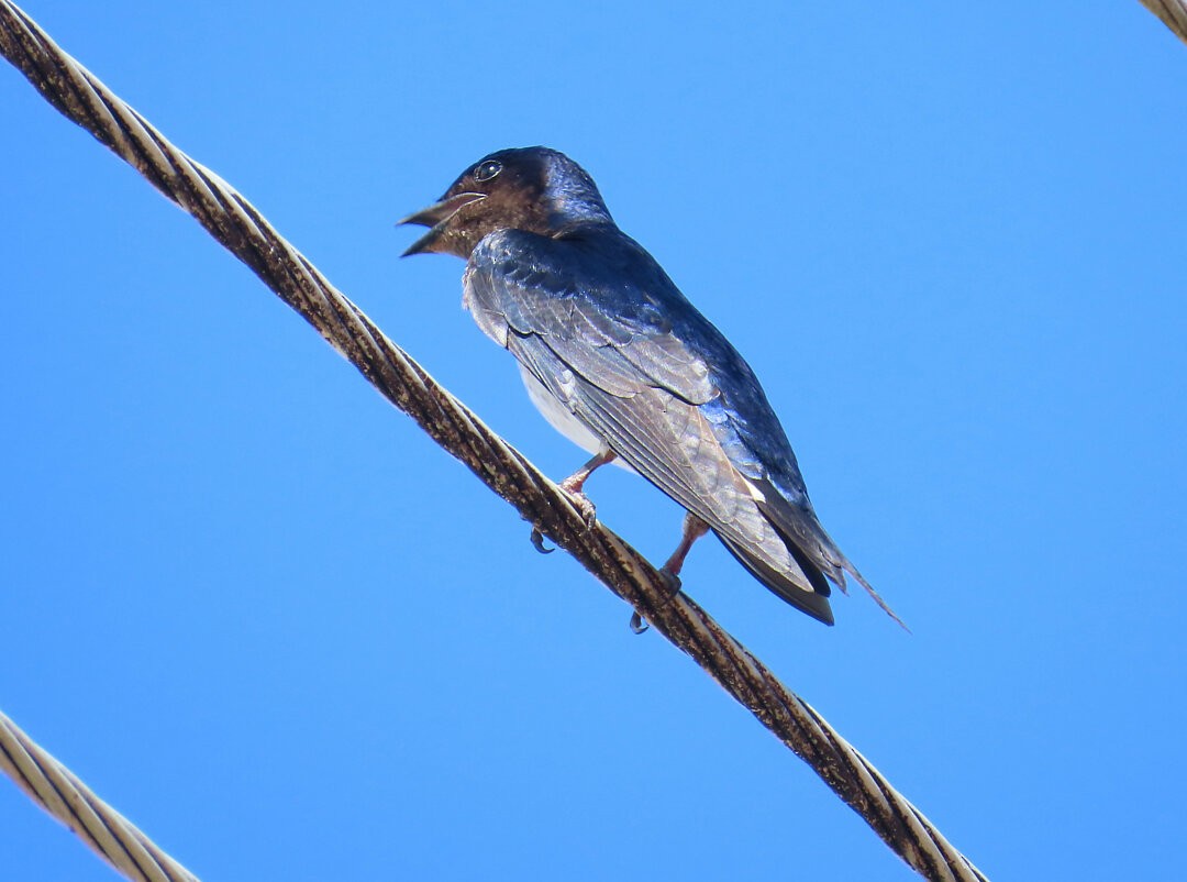 Gray-breasted Martin - ML642783428