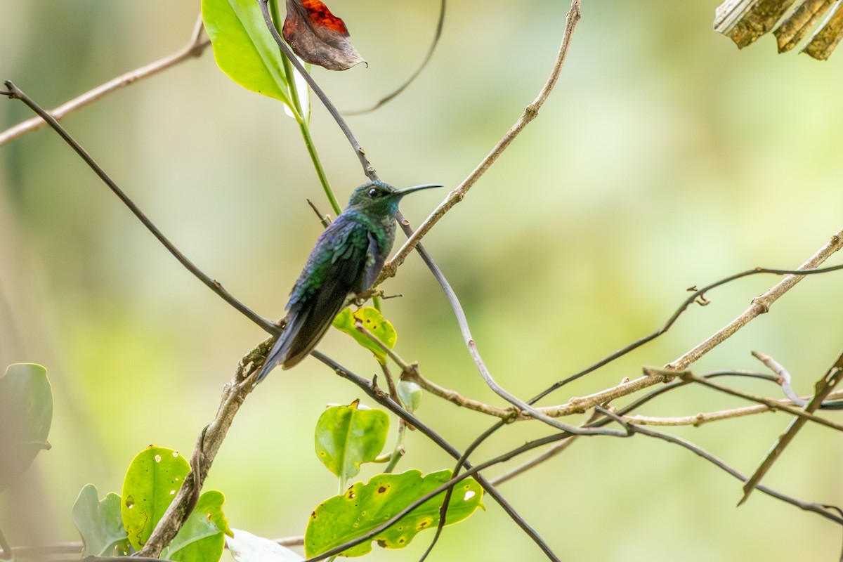 Fork-tailed Woodnymph - ML642783430