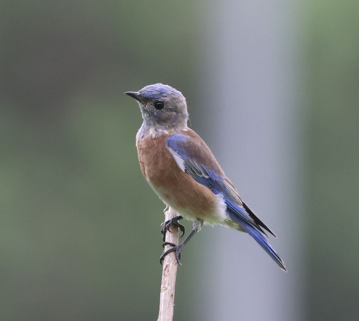 Western Bluebird - ML642783433
