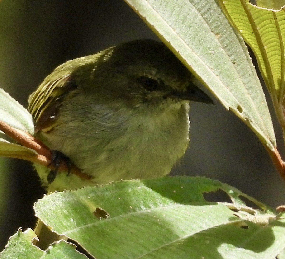 Mistletoe Tyrannulet - ML642783438