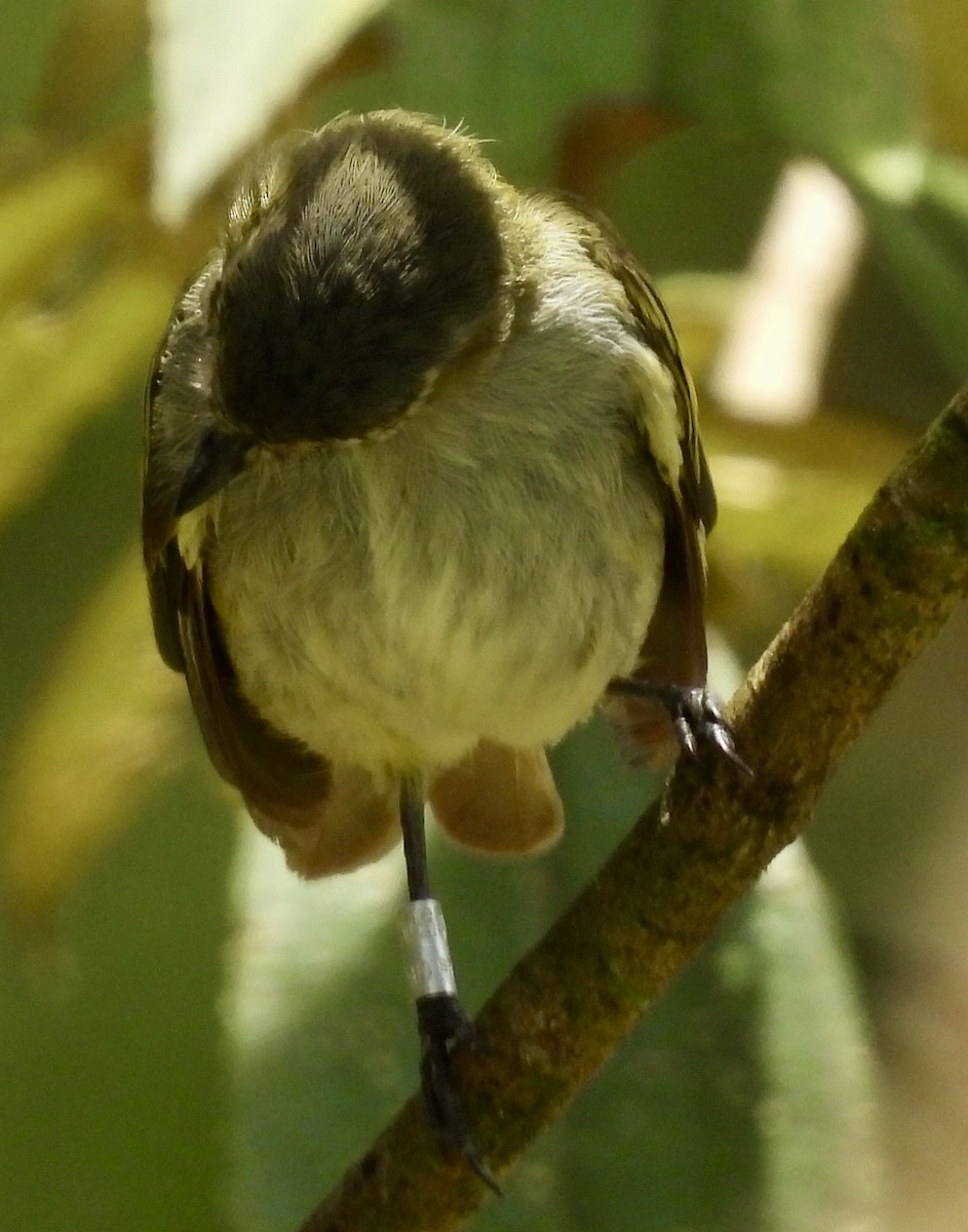 Mistletoe Tyrannulet - ML642783439