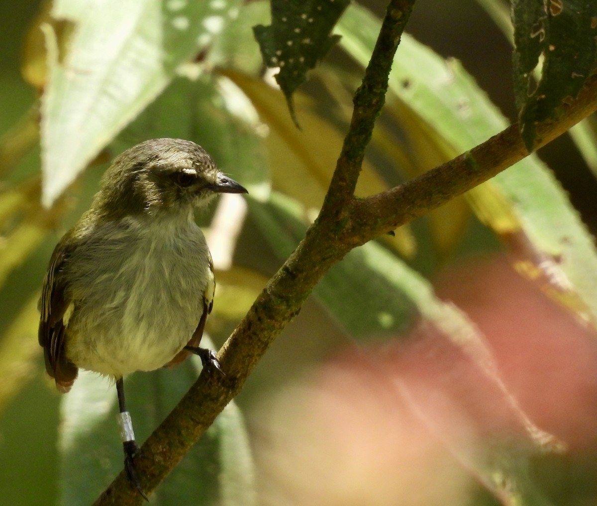 Mistletoe Tyrannulet - ML642783440