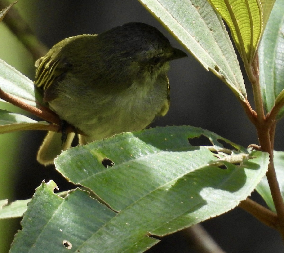 Mistletoe Tyrannulet - ML642783441