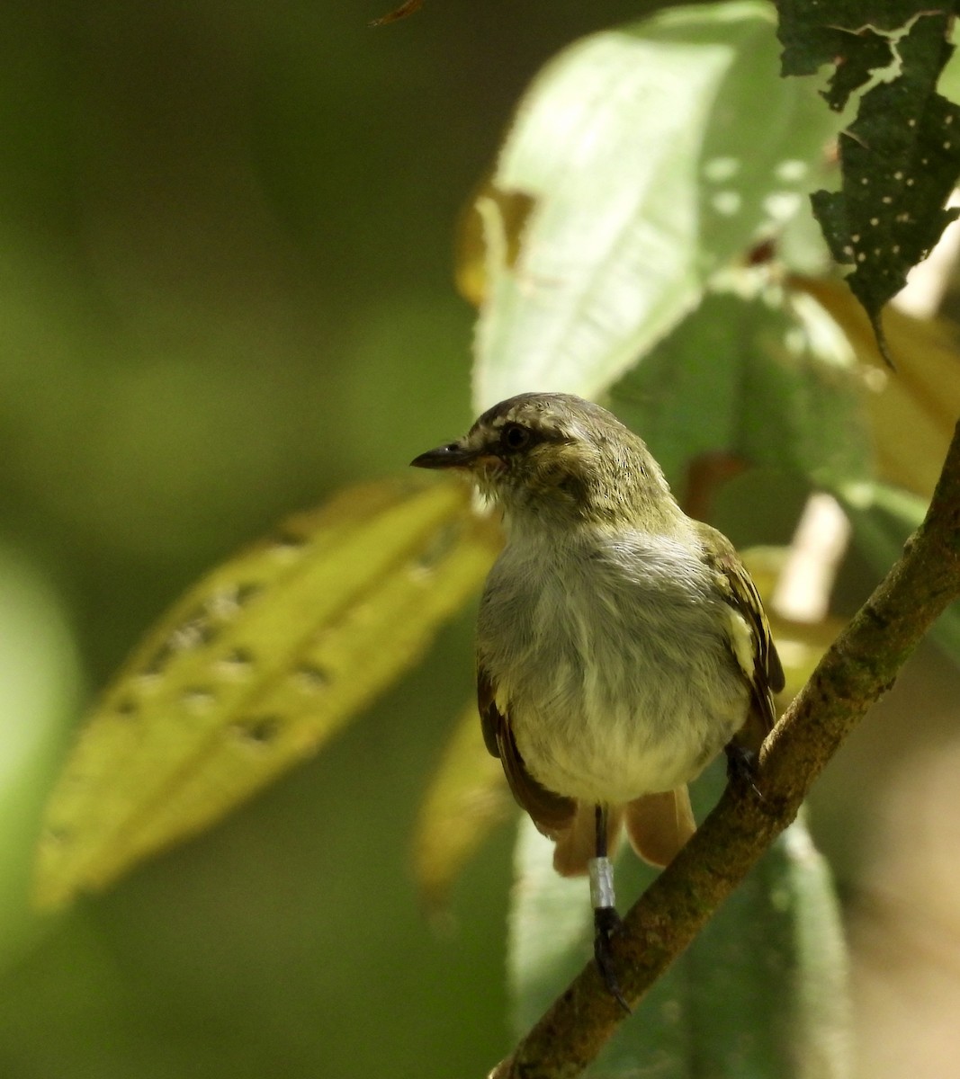Mistletoe Tyrannulet - ML642783442
