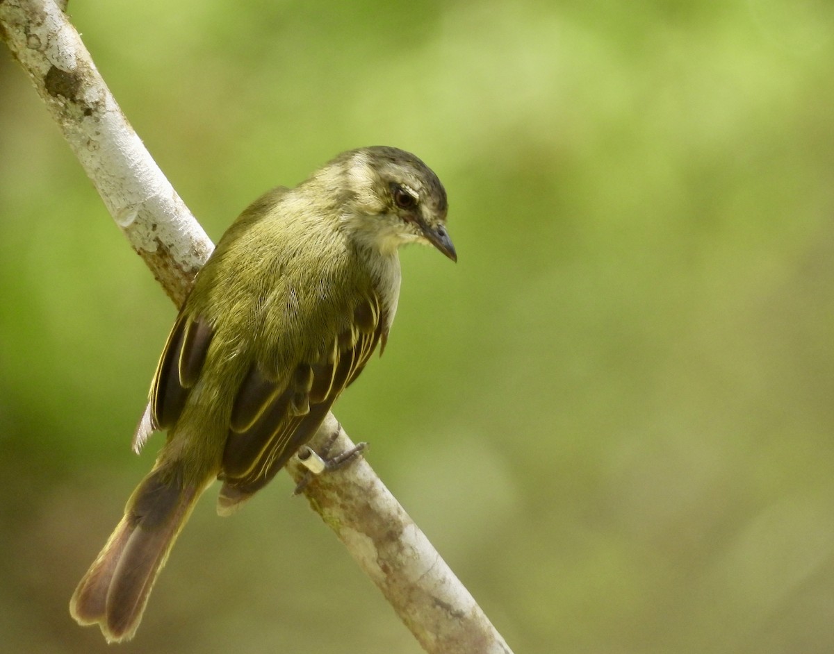 Mistletoe Tyrannulet - ML642783443