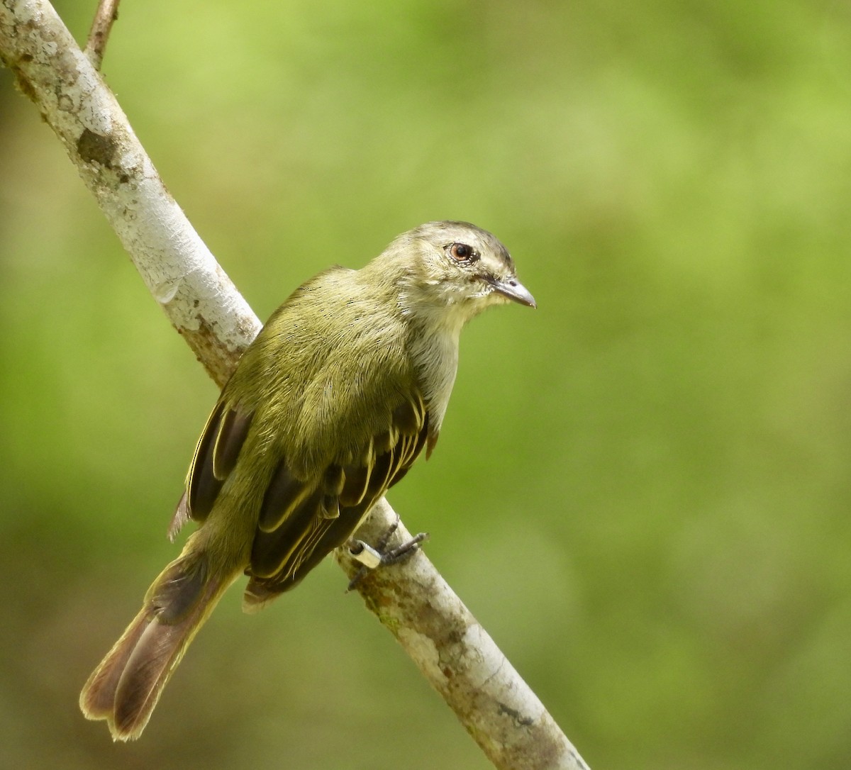 Mistletoe Tyrannulet - ML642783444