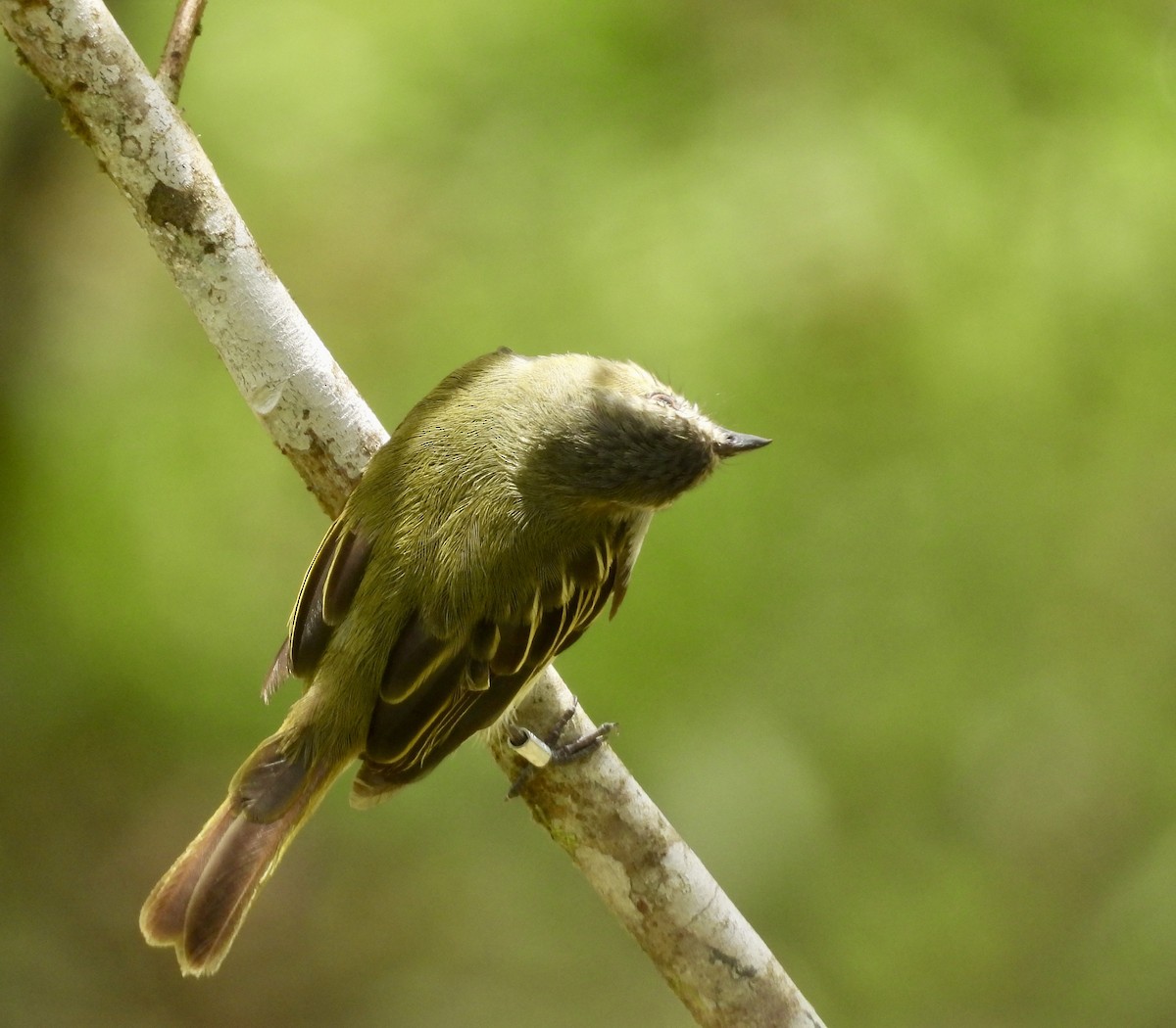 Mistletoe Tyrannulet - ML642783445