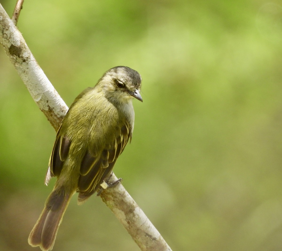 Mistletoe Tyrannulet - ML642783446
