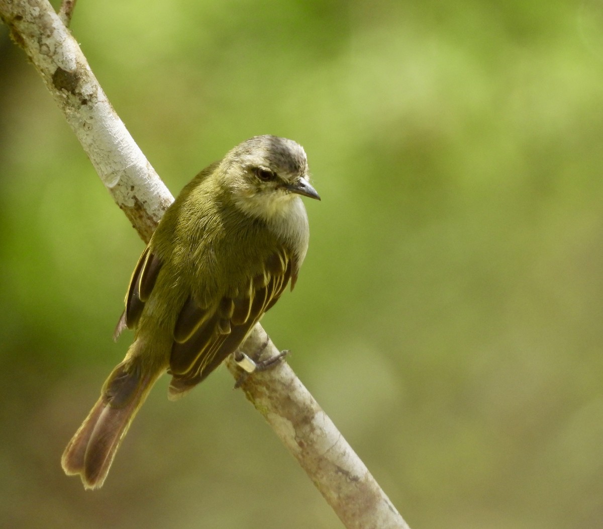 Mistletoe Tyrannulet - ML642783447