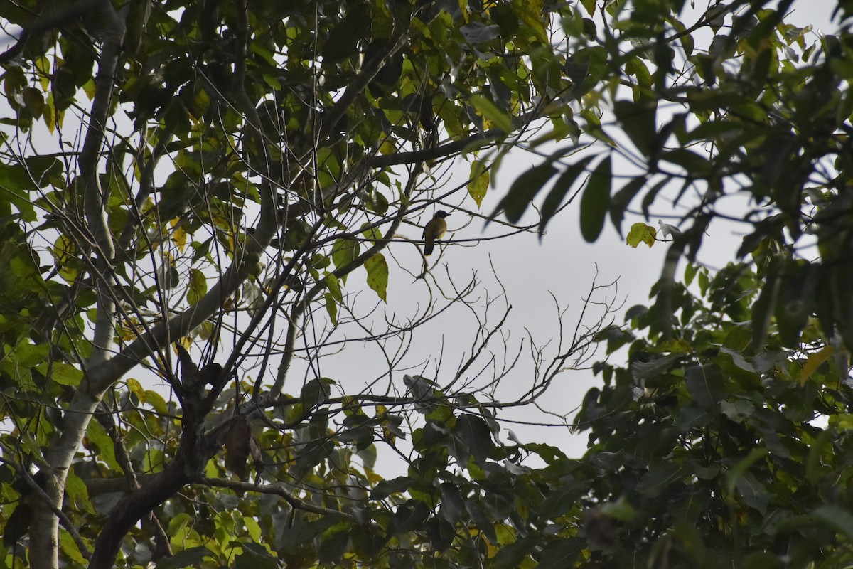 Black-headed Bulbul - ML642783448