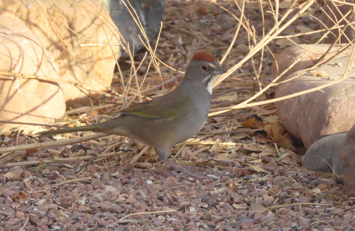Green-tailed Towhee - ML642783464