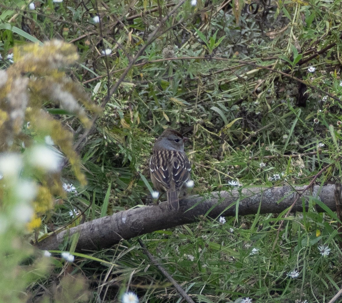 White-crowned Sparrow - ML642783471
