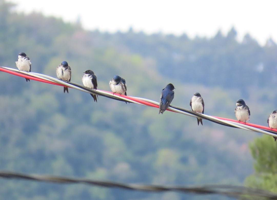 Gray-breasted Martin - ML642783483