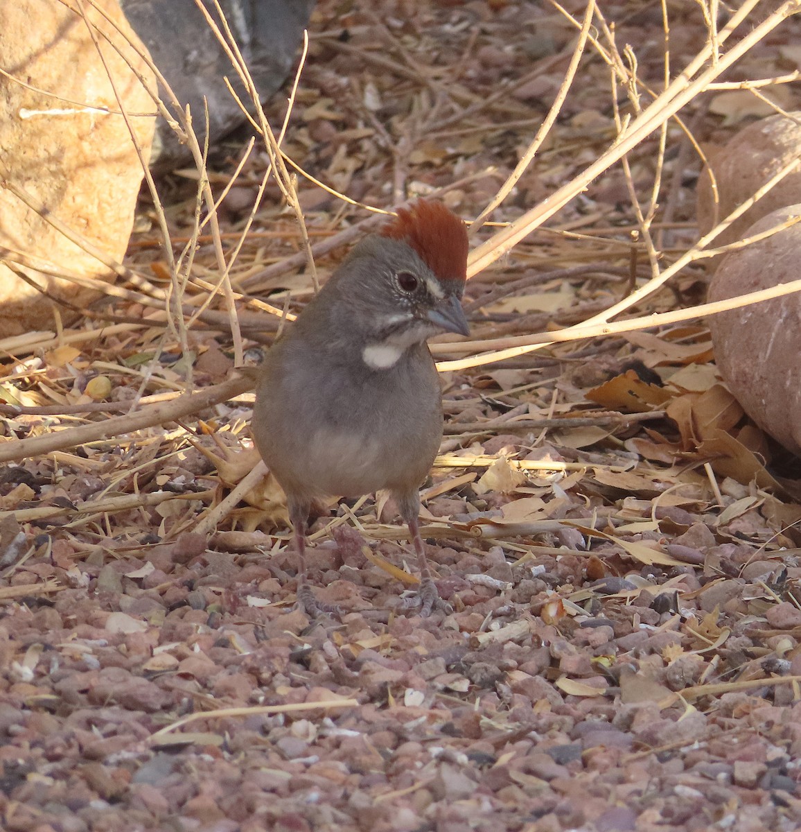 Green-tailed Towhee - ML642783485