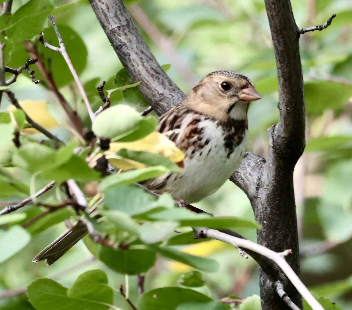 Harris's Sparrow - ML642783486