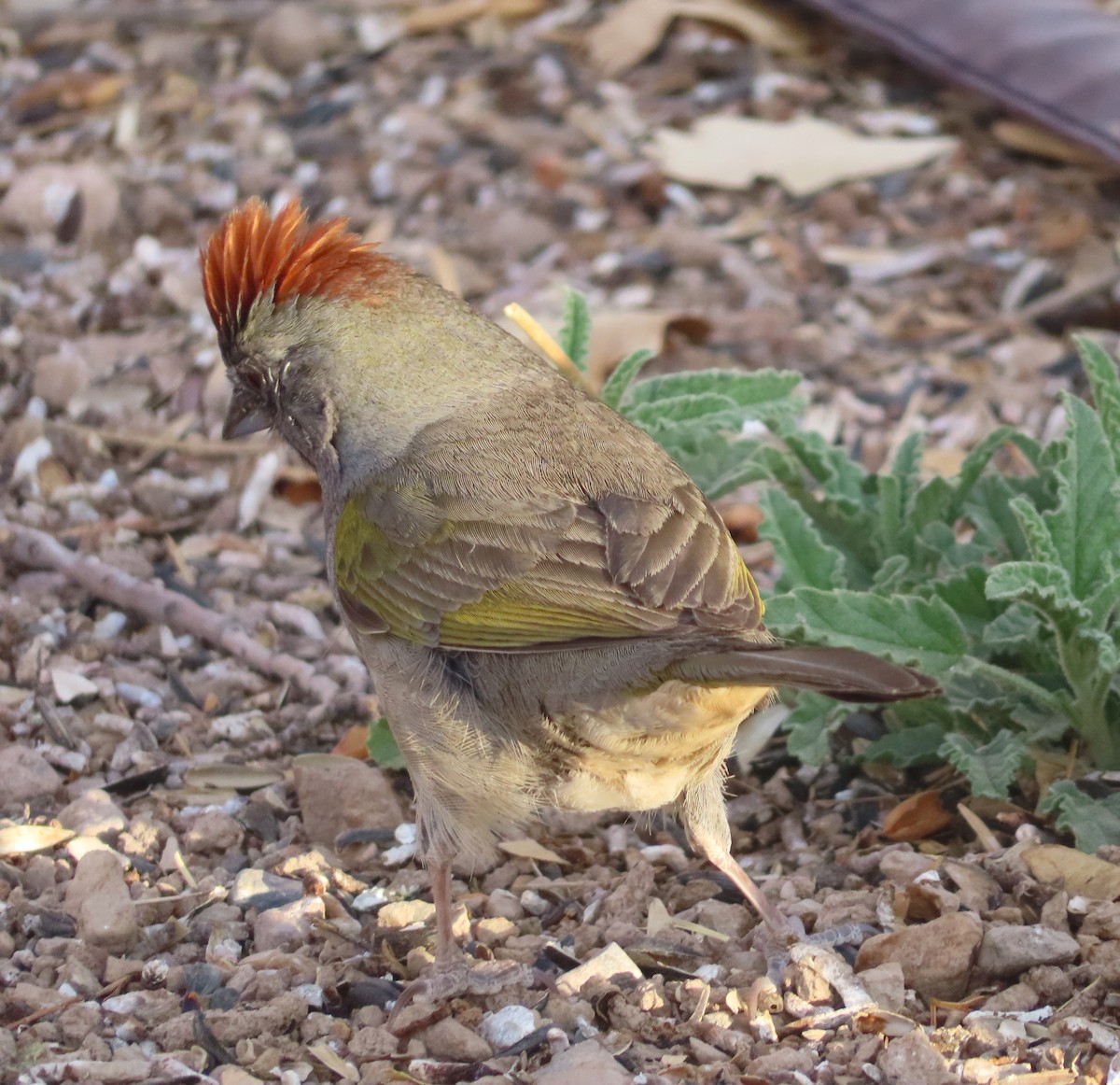 Green-tailed Towhee - ML642783500