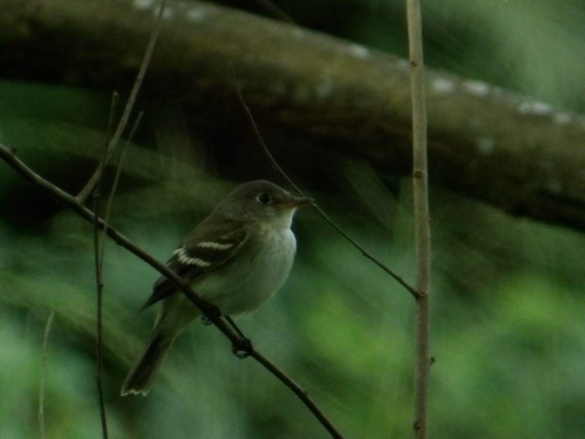 Acadian Flycatcher - Samantha Jean