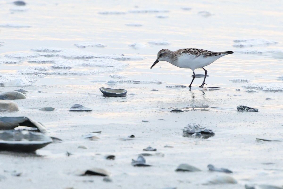 Semipalmated Sandpiper - ML642783516