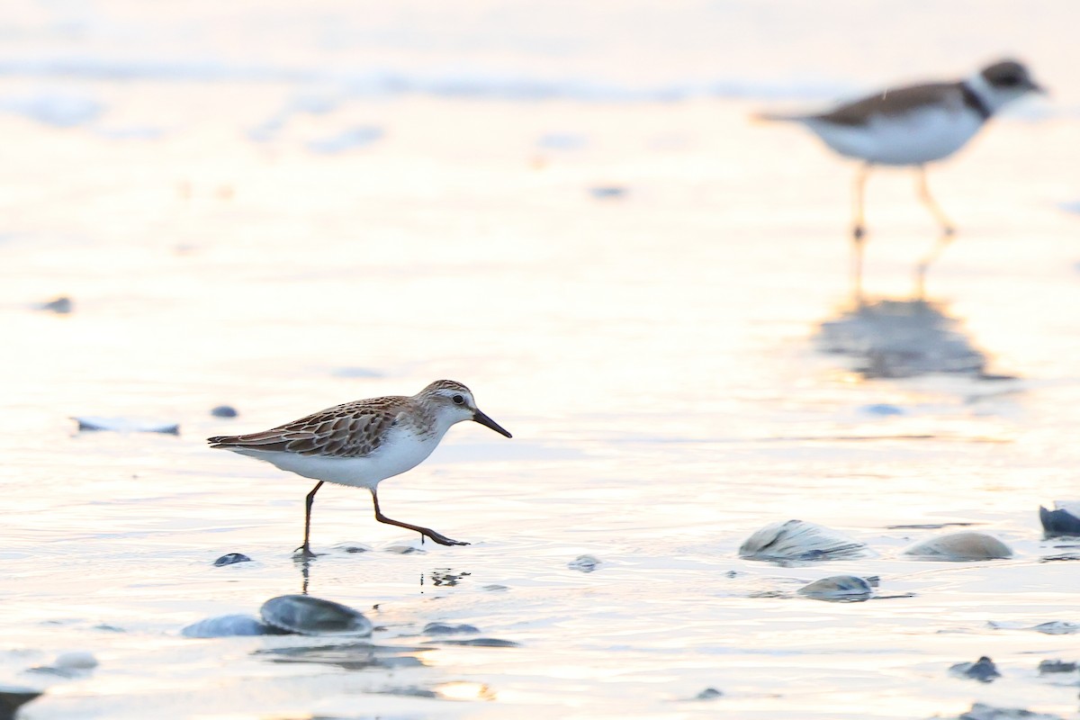Semipalmated Sandpiper - ML642783517